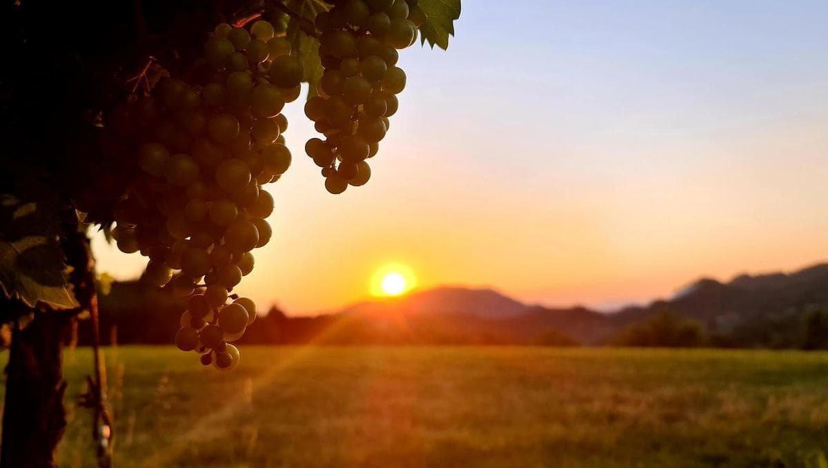 Posestvo Vina Jug nad Virštanjem